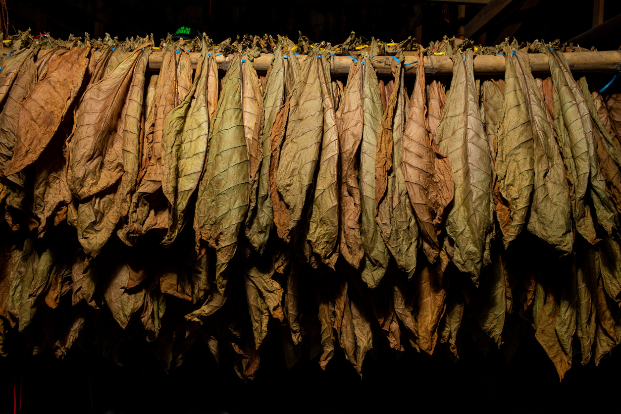 Leaf selection � Pagani Puros